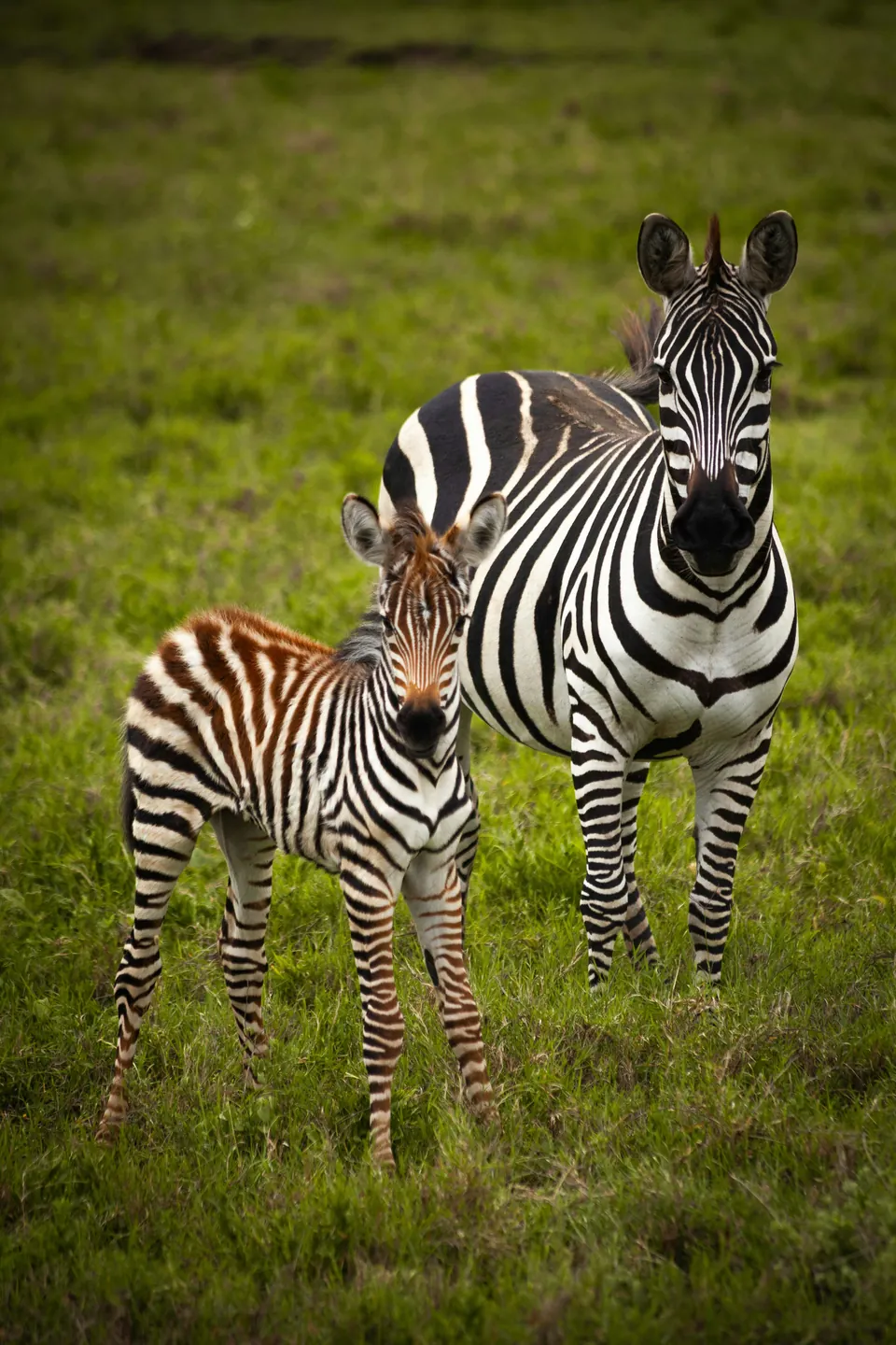 3 Days Tarangire & Ngorongoro Wildlife Safari