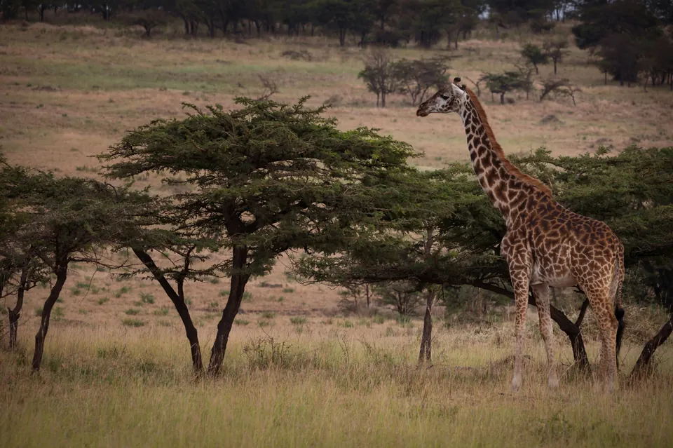 Giraffe among acacia trees