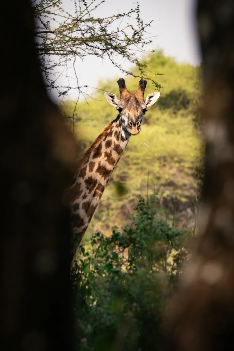 6 Days Serengeti Great Migration Safari