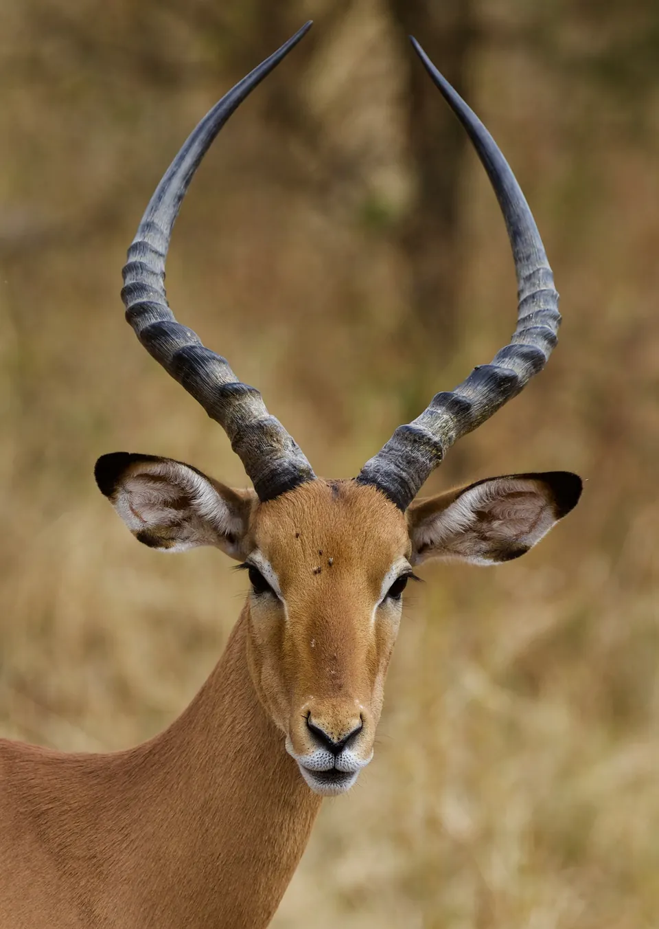 4 Days Classic Northern Tanzania Safari
