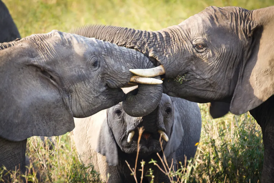 Tarangire National Park