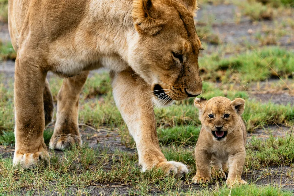Lioness and cub