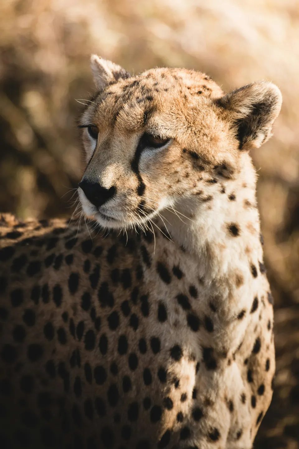 7 Days Ultimate Northern Tanzania Safari Adventure